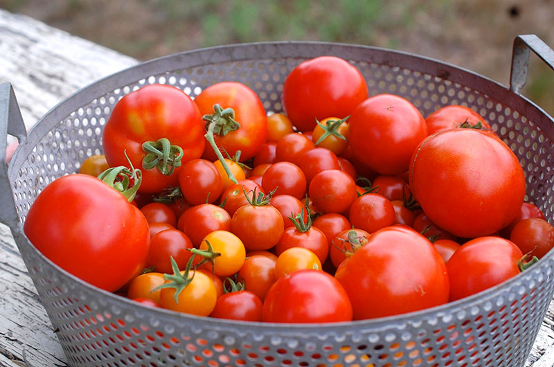 Martha's Vineyard Magazine  Slow-Roasted Beefsteak Tomatoes