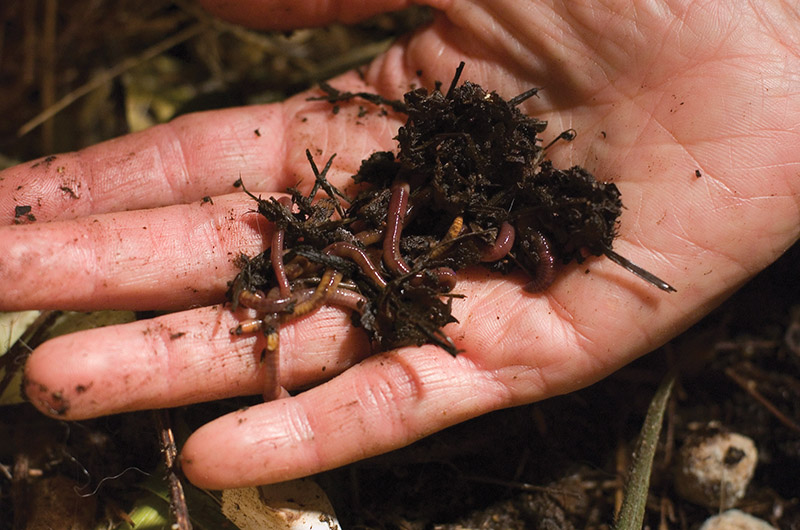 Why You Want Redworms and Earthworms (Nightcrawlers) in Your