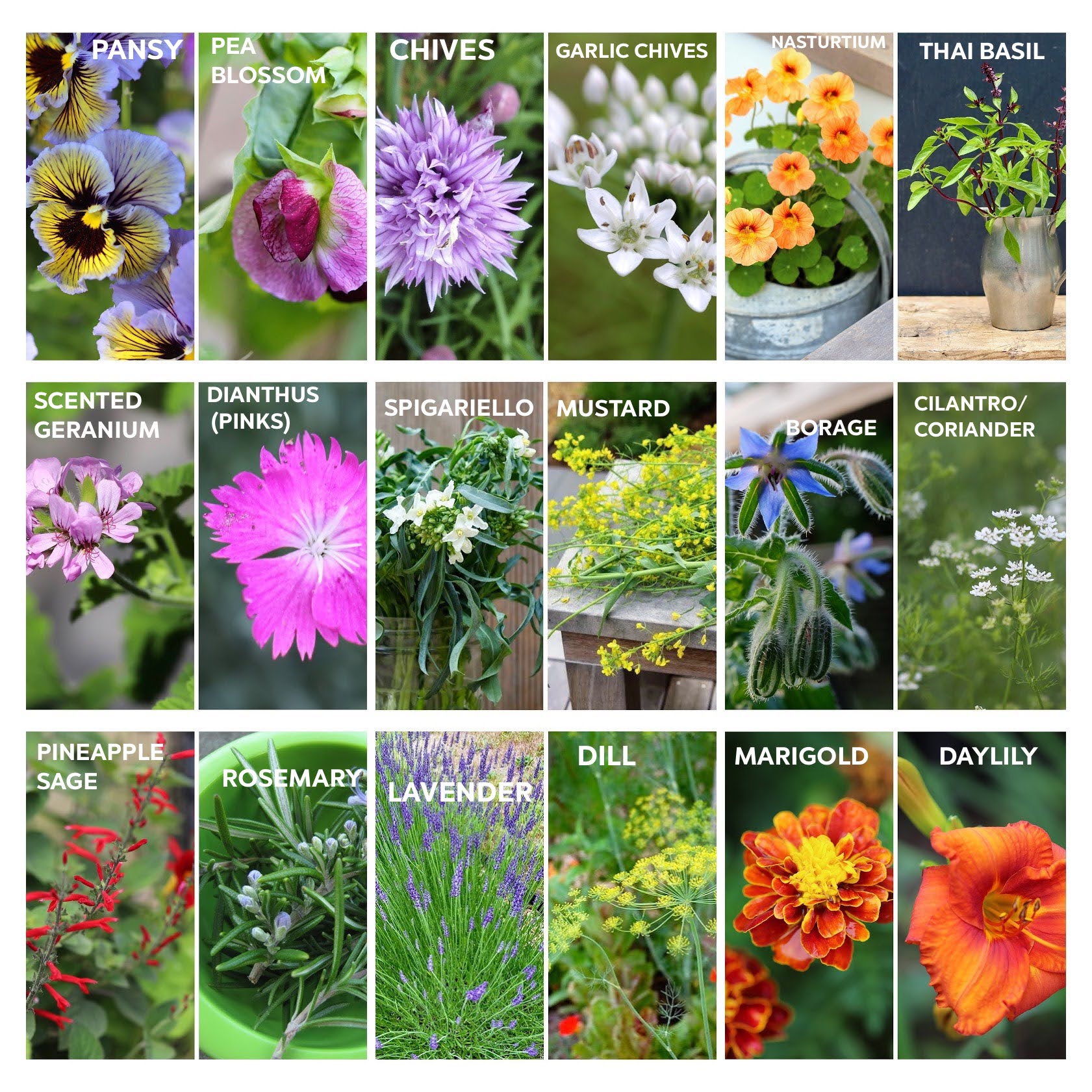 Summer herbs and edible flowers