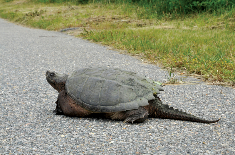 What Has Beady Eyes and Scales? | Martha's Vineyard Magazine