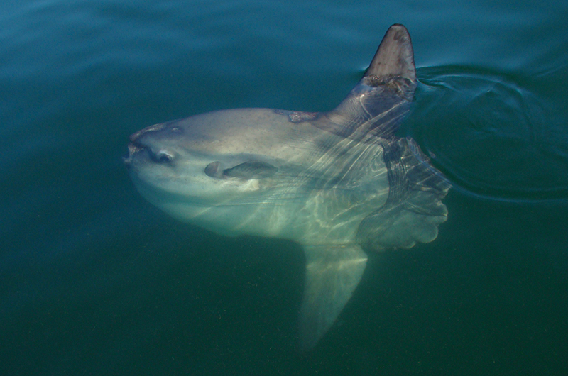 Shark or sunfish?: How to tell if that really is a great white in