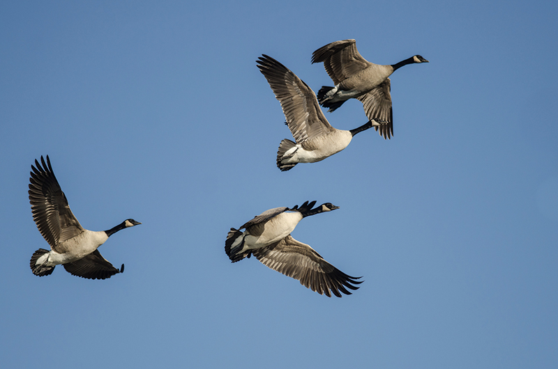 Duck, Duck, Goose | Martha's Vineyard Magazine