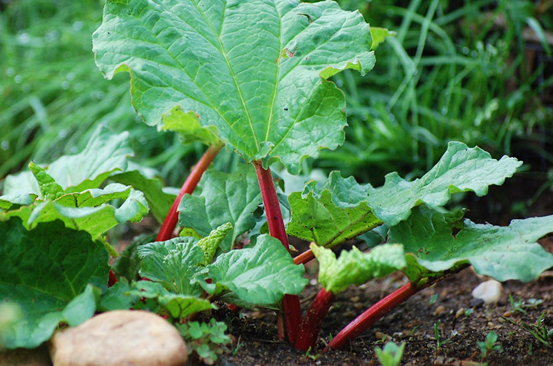 Martha's Vineyard Magazine | Rhubarb Revisited