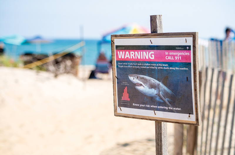 Sharks slamming in the surf - The Martha's Vineyard Times