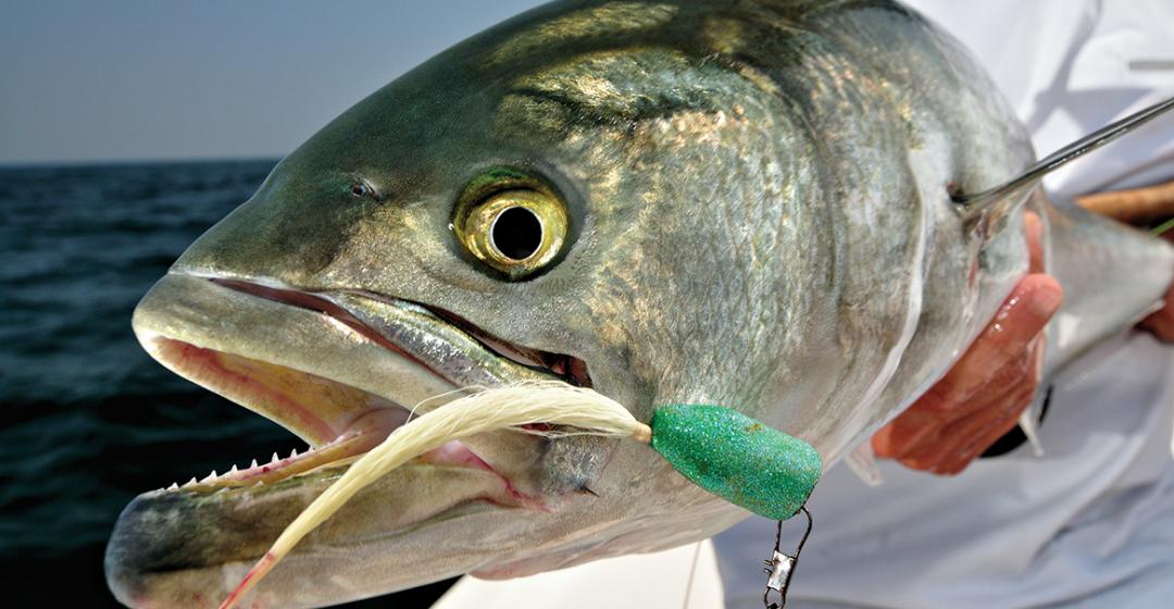 The Best Lures for Bluefish - On The Water