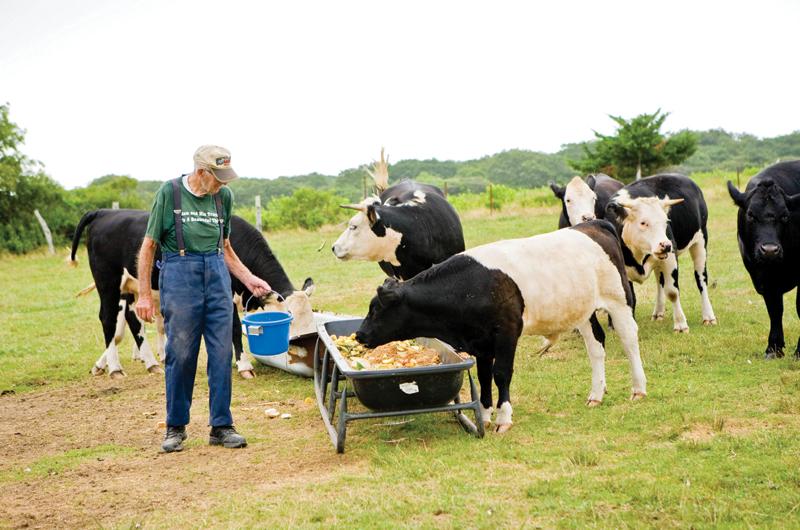 Elisha, who lives in Vineyard Haven, feeds the cows he keeps pastured in Chilmark.