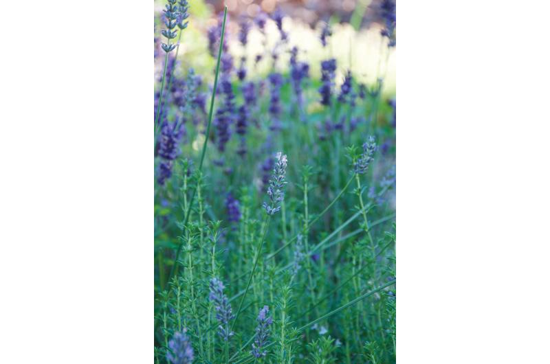 Christa’s Favorite Tea Herbs (“A Mixture of Calming and Refreshing”): Tulsi, Lemon balm, Lemon verbena, Chamomile, Lavender, Mint, Agastache, Hyssop, and Borage – for happiness and courage; flowers can float in your iced tea!