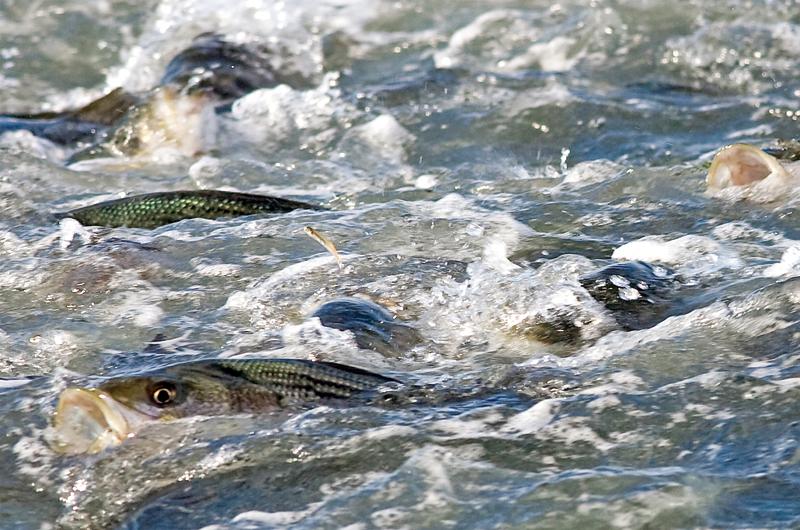 BLUEFISH KEEP DUCKS BATS AT BAY