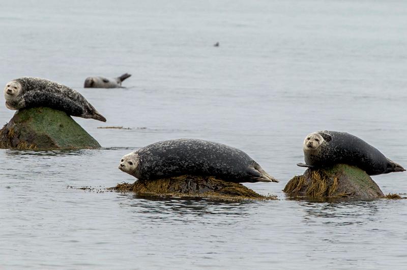 Seals And Birds 'Reek' Havoc At La Jolla Cove