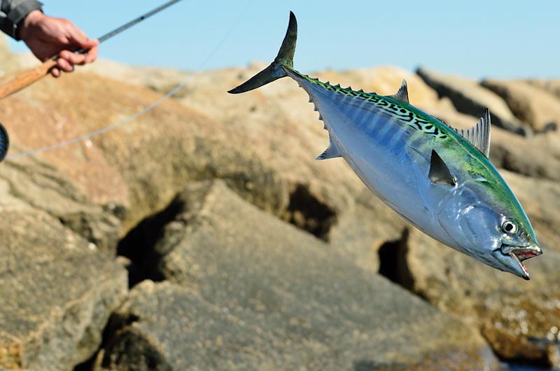 “Albies” are great fun to catch. But eat? Not so much. Most are released to hopefully be caught again.