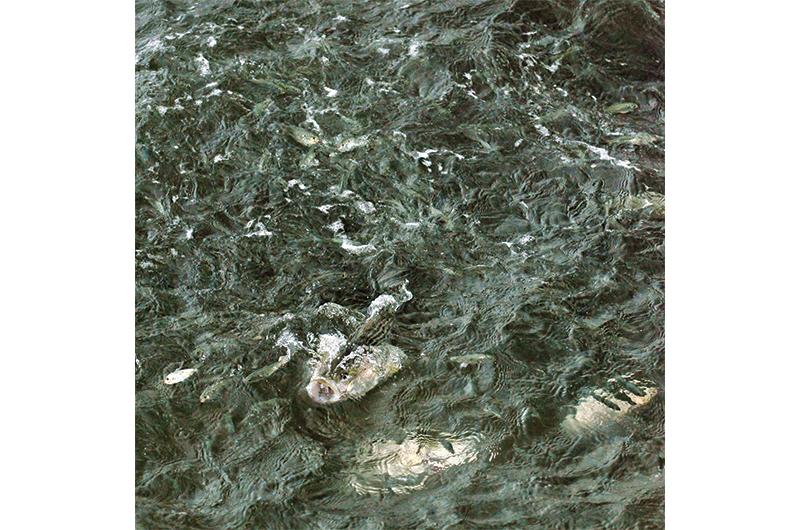 There are better places to be if you are a peanut bunker than in front of a hungry bass’s open maw.