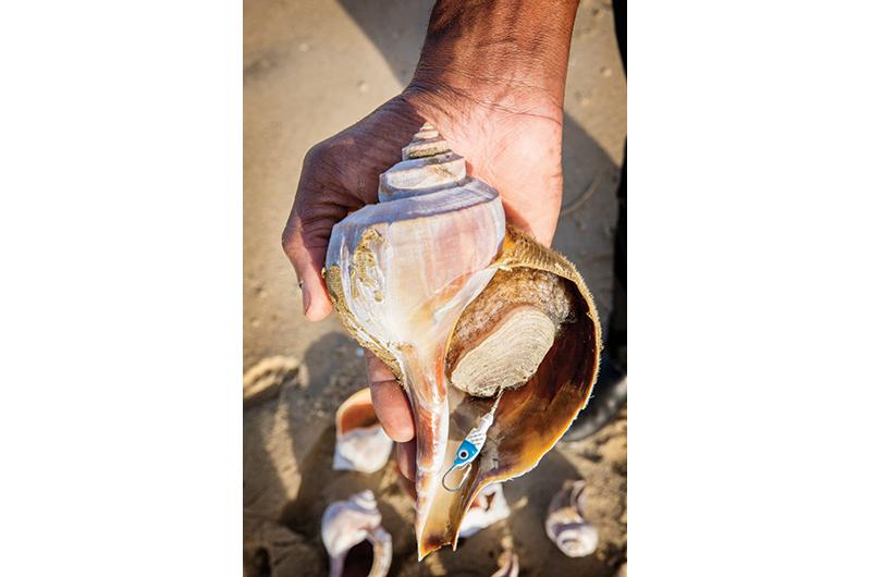 Martha s Vineyard Magazine Bringing Home the Conch