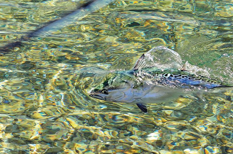 No fish that frequents Vineyard waters fights harder, pound for pound, than the relatively small false albacore.
