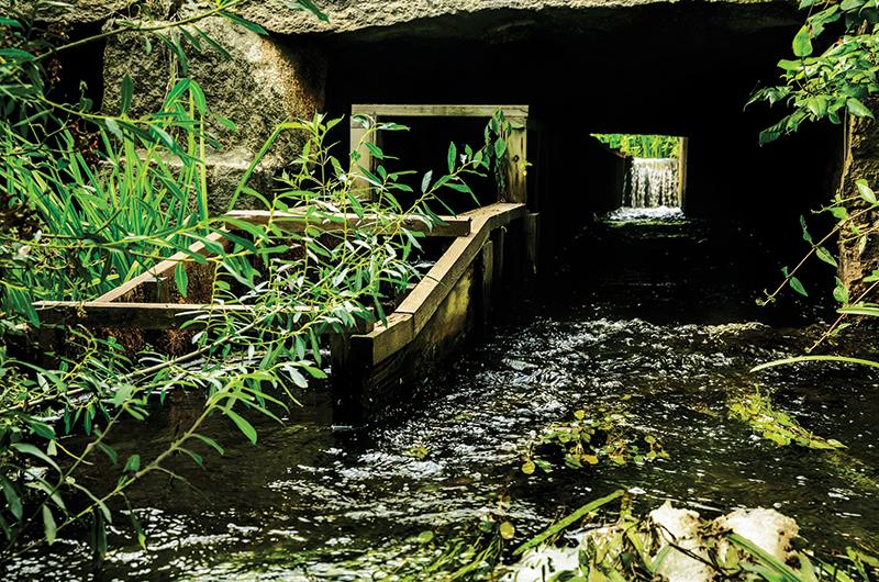 The wooden fish ladder below the Mill Pond dam is intended to allow herring to pass upstream. No one has seen herring using it, however, suggesting the dam is likely the endpoint of their spawning run.