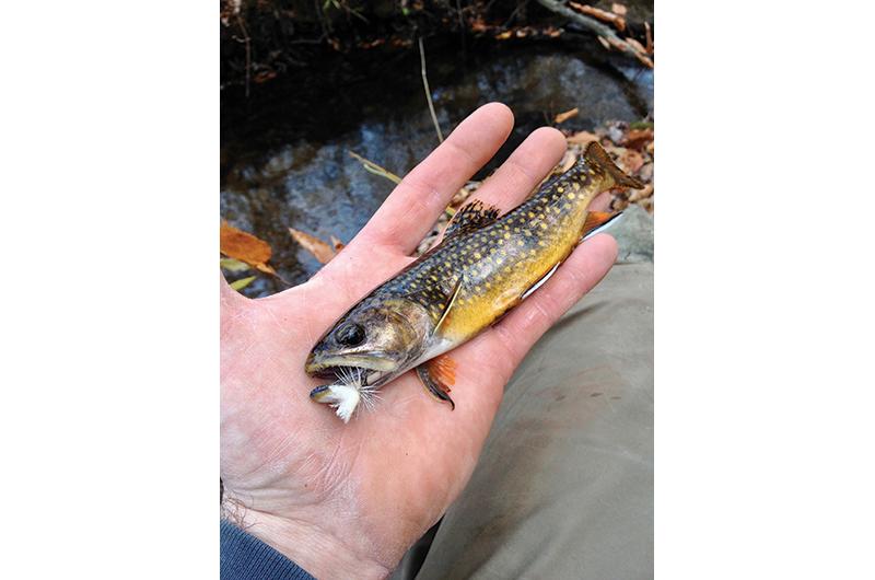 Native brook trout, such as this one caught and released by Tim Sheran, still inhabit a few undisturbed stretches of Island streams.