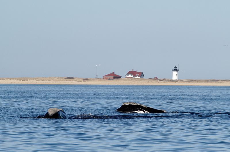 Right whales feeding near the surface off Race Point, Provincetown.
