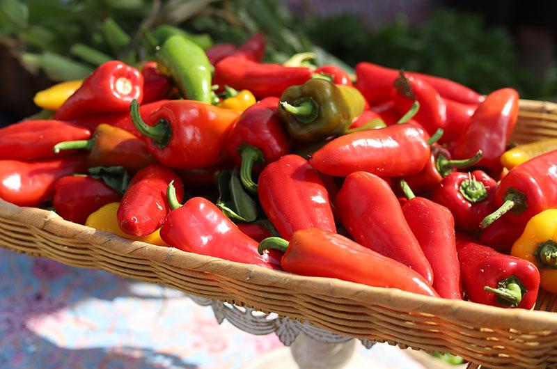 Morning Glory Farm, like other farms this year, is growing the popular (sweet) Lunch Box pepper.