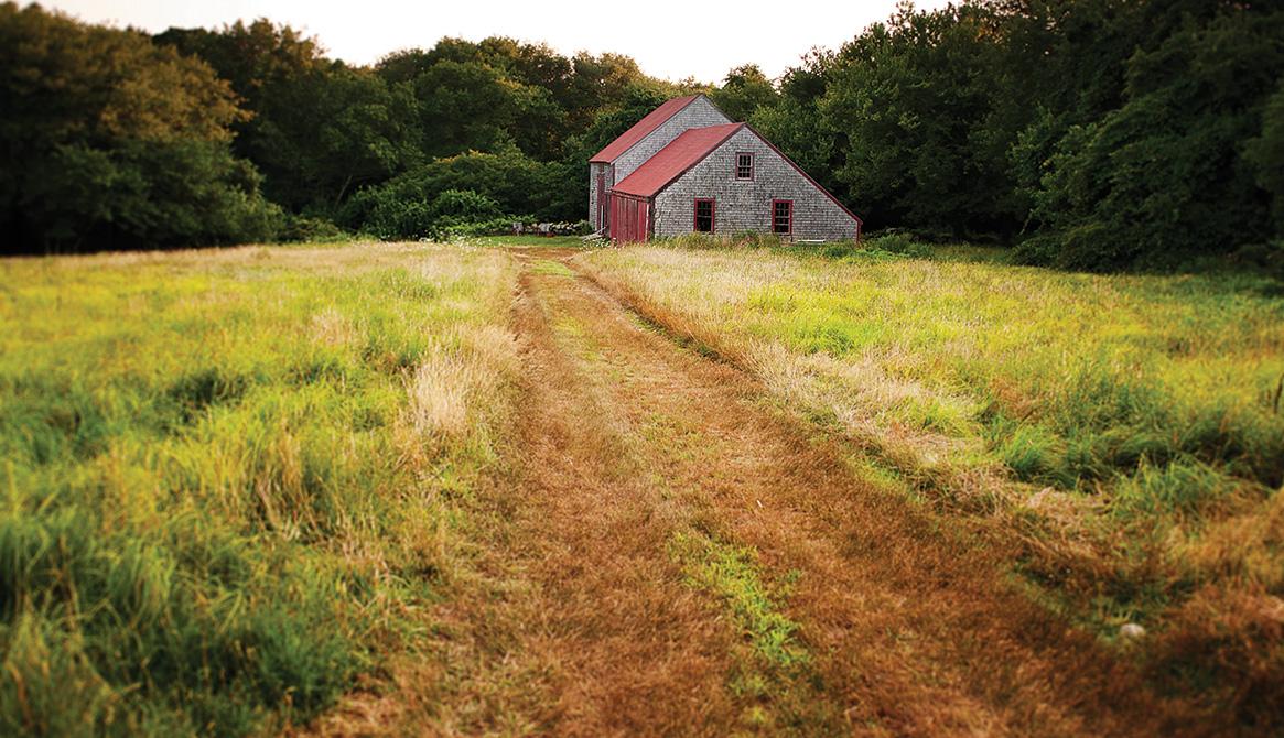 Wide open meadows, mown tracks to outlying buildings, and huge old trees contribute to the farm’s timeless feeling.