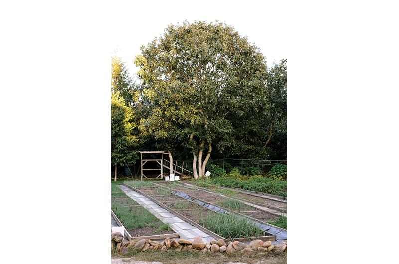 Almost all of the items, from the cold rolls to the dumplings and noodles, are made using ingredients from the family’s organic garden.