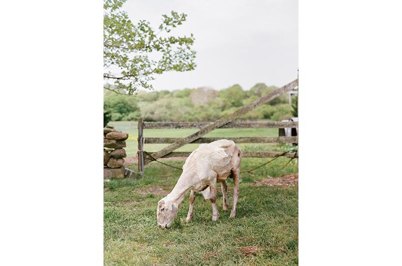A newly shorn sheep at Allen Farm.