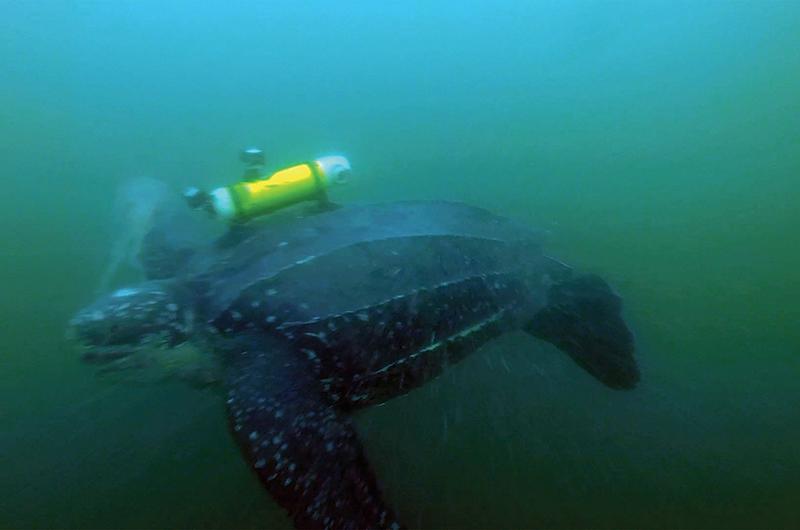 A video still from the TurtleCam offers a rare underwater glimpse of a leatherback on the move.