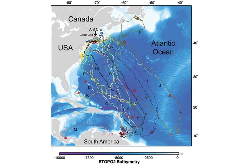 Leatherbacks’ migratory movements are the longest of any sea turtle.