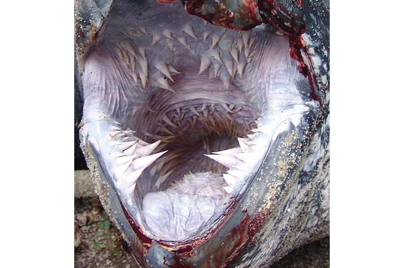 Inside a leatherback’s mouth, last stop for jellyfish.