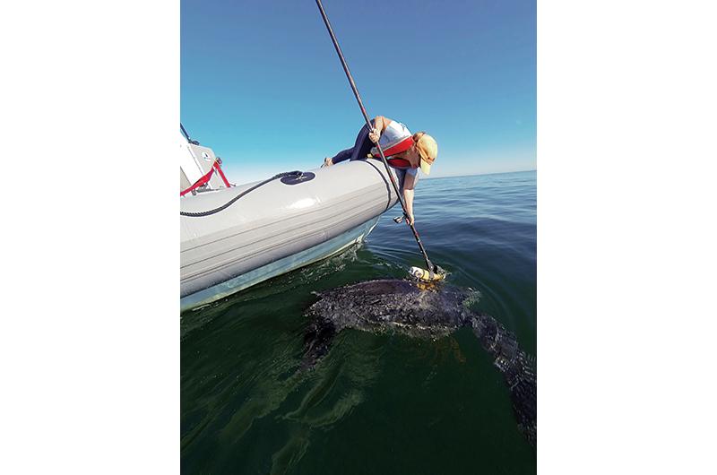 Dr. Kara Dodge applies a TurtleCam tag to a leatherback turtle.