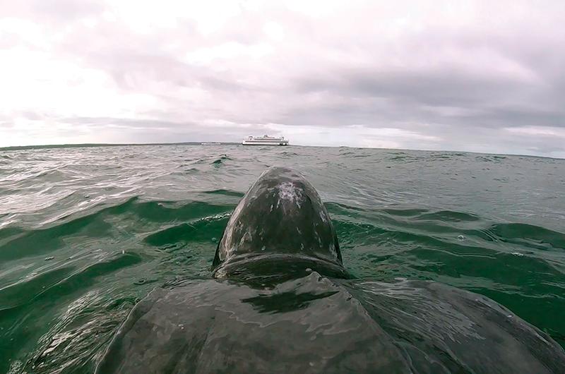 They’re out there: TurtleCam footage shows a leatherback surfacing near the dangerous ferry lanes in Vineyard Sound.