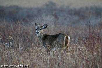 The fall guy: While they aren’t the source of Lyme, deer are the hosts that allow deer ticks to survive. Bad news on an Island with roughly five thousand deer; fifty per square mile. tick deer