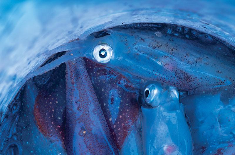 How To Catch Winter Calamari - Hooked Up Magazine