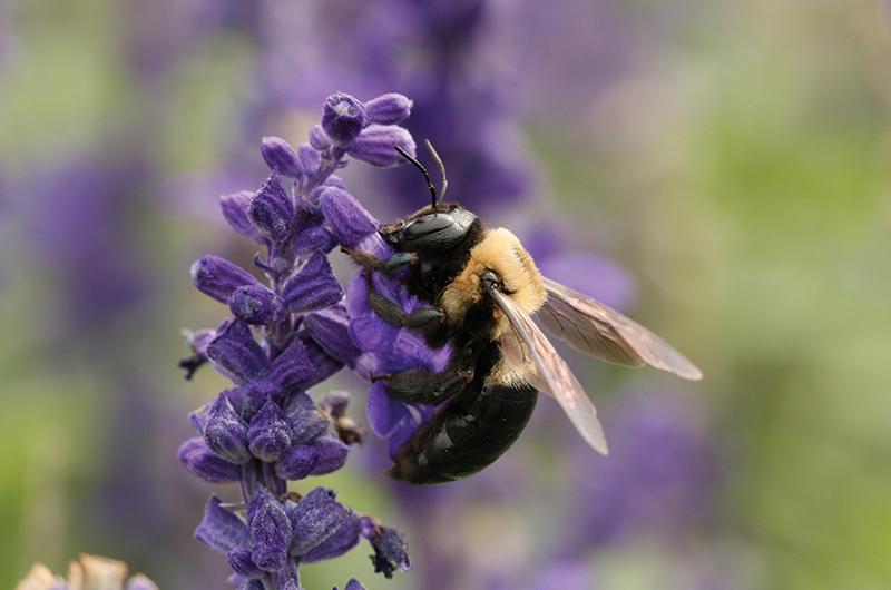 Xylocopa virginica is the only wood-boring carpenter bee species native to the Northeast.