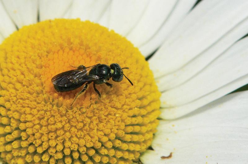 Ceratina, a benign genus of carpenter bees.