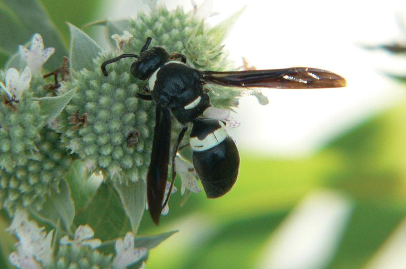 Monobia quadridens, a type of mason wasp.