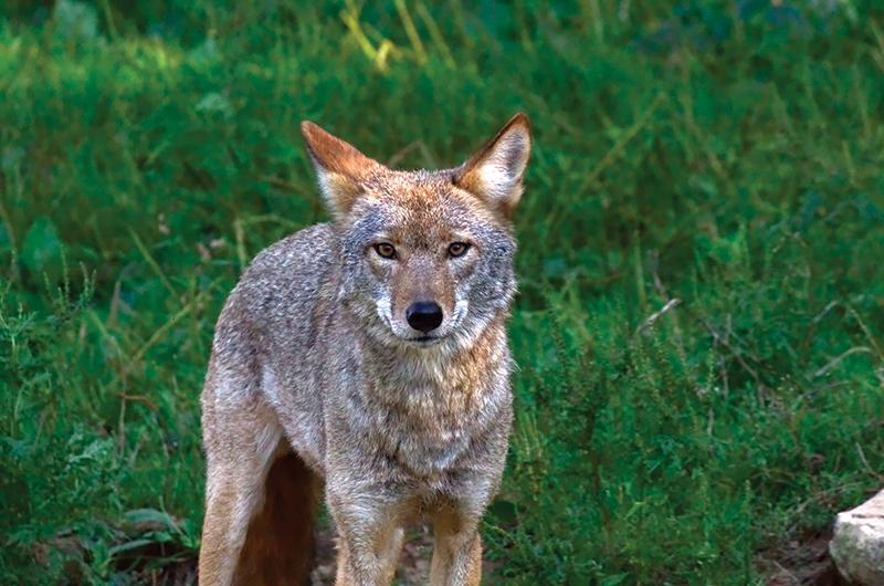 Coyotes’ favorite food? Rodents, carrion, vegetation, insects, really anything.