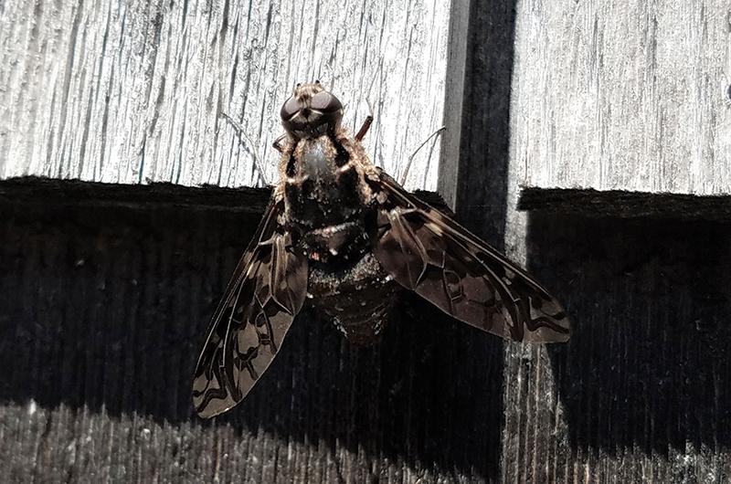 Xenox tigrinus, a carpenter bee nest parasite.