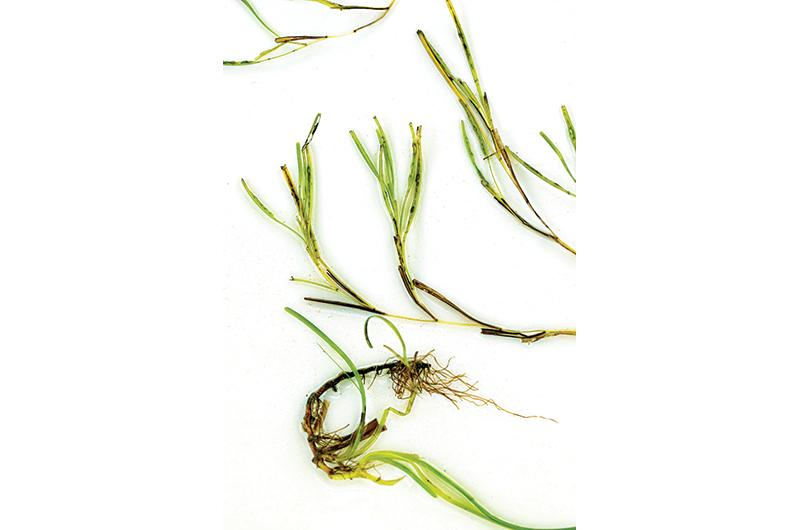 Reproductive shoots (top) and rhizome stems (left) are the two forms of eelgrass that the shellfish group collects for its work.