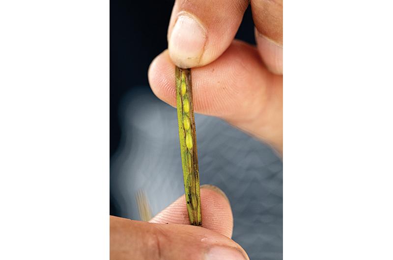 An eelgrass seed pod. Once mature, the seeds release and settle to the seafloor.