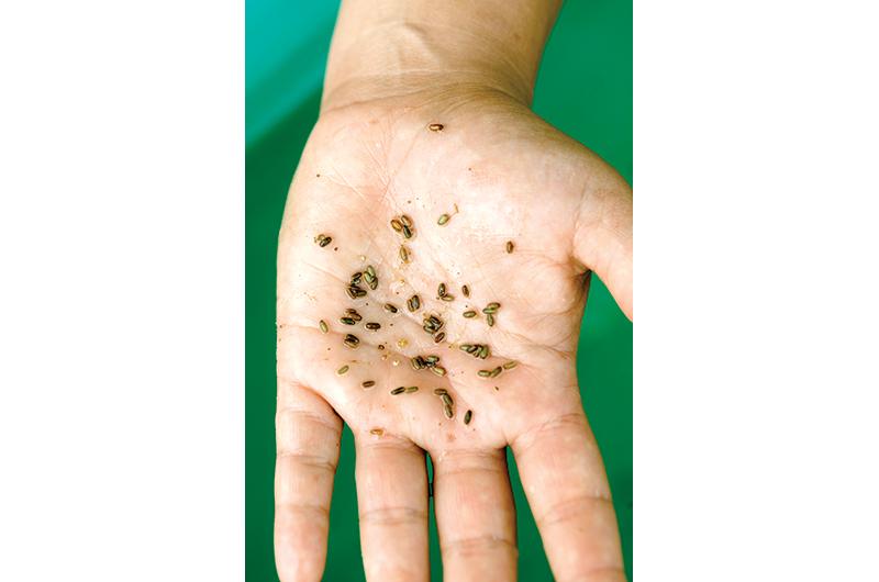 Eelgrass seeds at various stages of maturity.