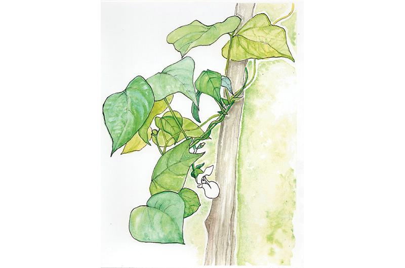 Green Bean Flowering, ink and watercolor.