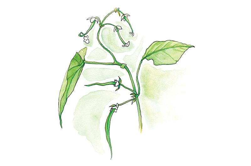 Green Beans – Babies to Bigs, ink and watercolor.