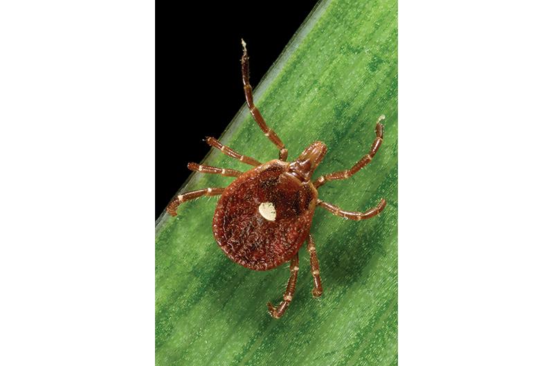 The lone star tick
