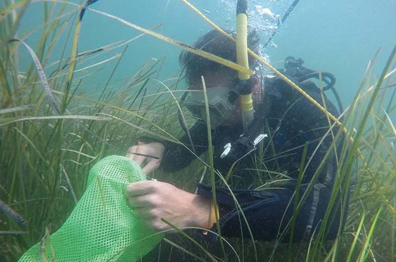 Marine biologist Phil Colarusso collects samples among the eelgrass.