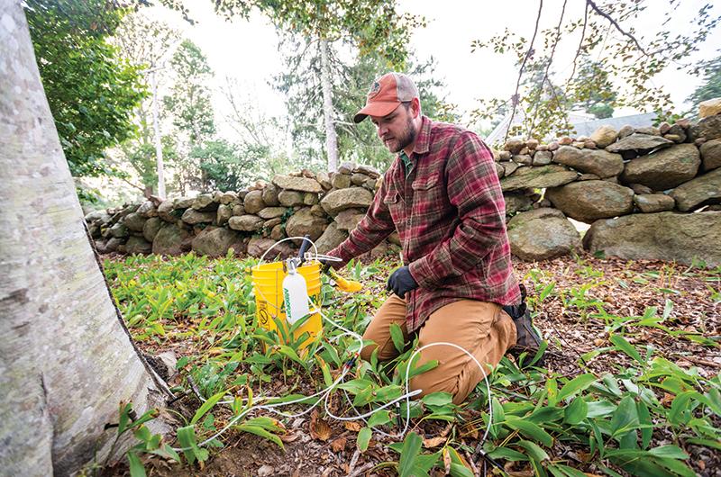 Ian Jochems, Polly Hill’s ground manager and arborist, administers an intravenous injection of Emamectin Benzoate into an infected beech tree.