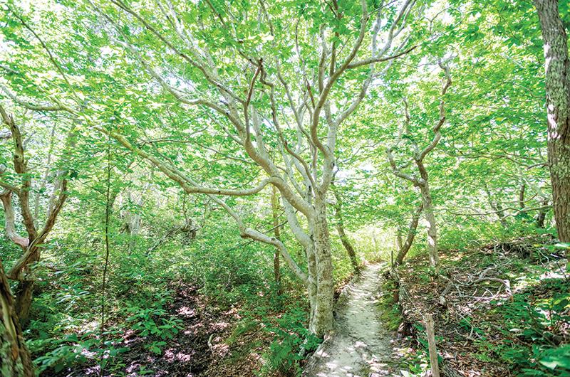 The 400-acre property of Cedar Tree Neck Sanctuary still features many healthy beech groves, such as the one at left.