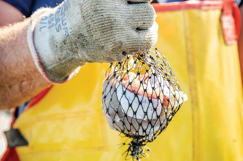 I apologize for the bad pic but wtf was in my crab trap?? The fish looked  like it had scales. SE Florida brackish waters have an insane amount of  species just sayin 