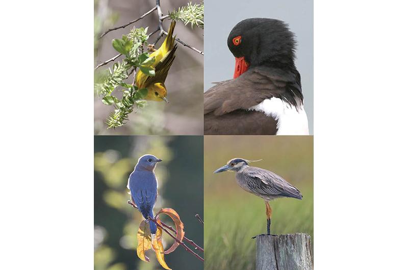 Clockwise from top left: Yellow warbler, American oystercatcher, yellow-crowned night heron, eastern bluebird.