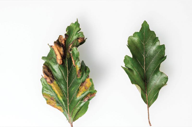 Diseased leaf -vs- healthy leaf.