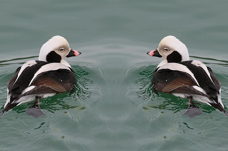 Long-tailed Encounter, Double Take, 12 x 30 inches.