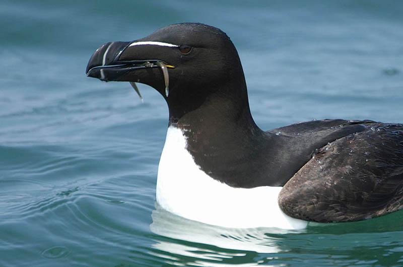 In 2001 The New York Times published one of Lanny McDowell’s photos of a razorbill, launching his bird photography career.
